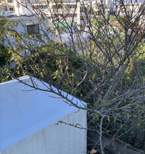 屋根