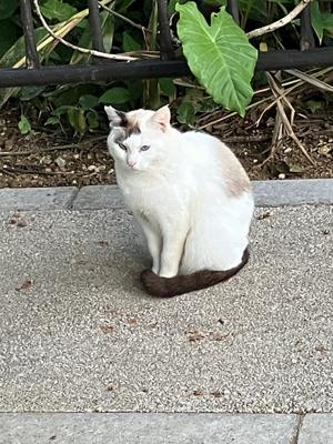 ネコ