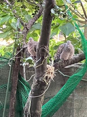 鳩