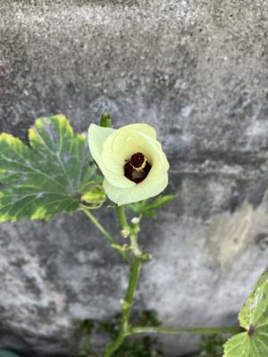 オクラ