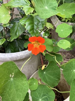 金蓮花