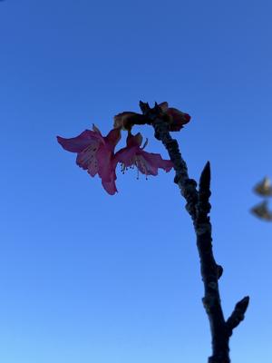 開花