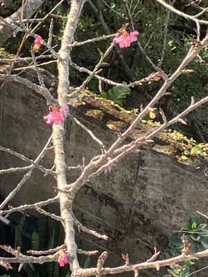 桜