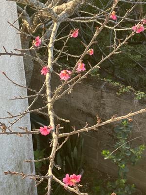 桜