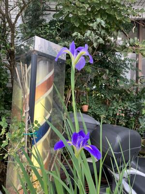 アヤメ