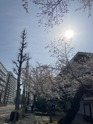 桜