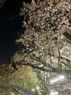 夜桜