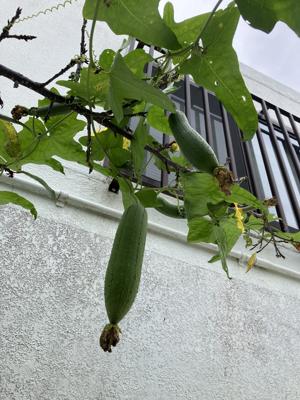 ヘチマ１