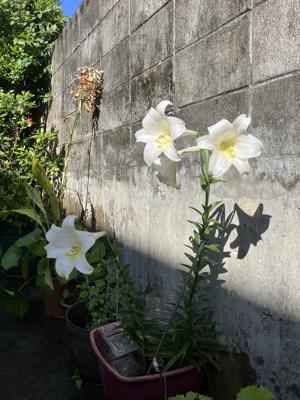 百合