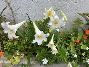 ユリ