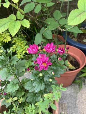 菊