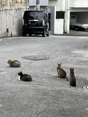 道路の猫