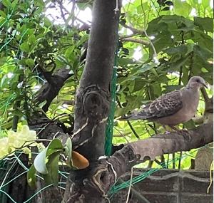 鳩