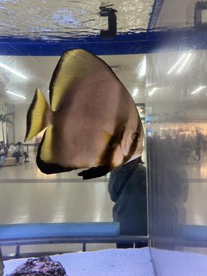 ツバメウオ