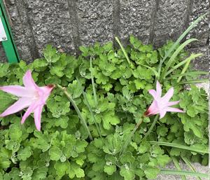 サフランもどき