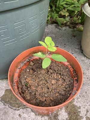鉢植え