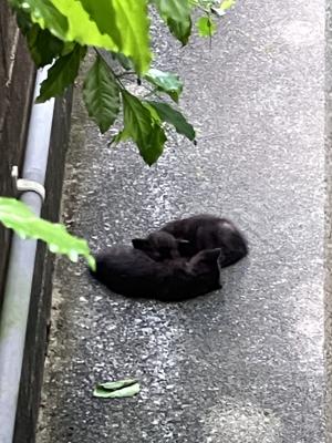 子猫ｓ