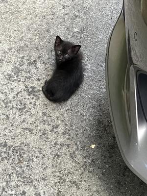 子猫