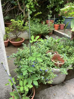 鉢植え