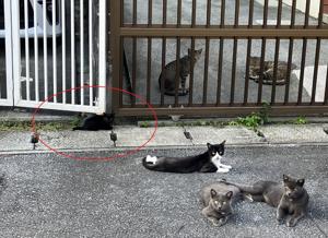 猫ども
