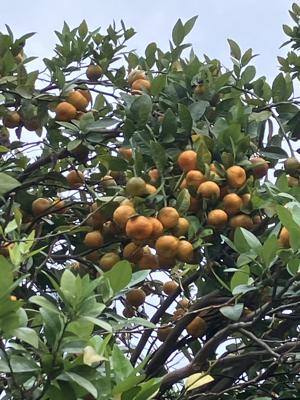 シークカァサー