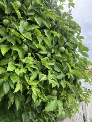 パッションフルーツ