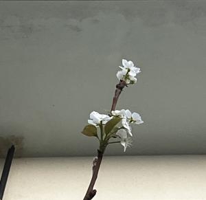 梨の花