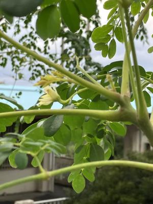 モリンガの花２