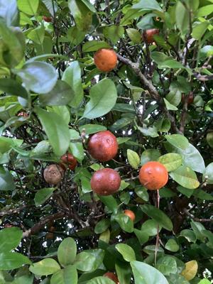 シークワーサー