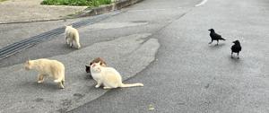 猫とカラス