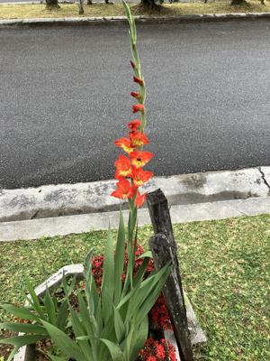 グラジオラス
