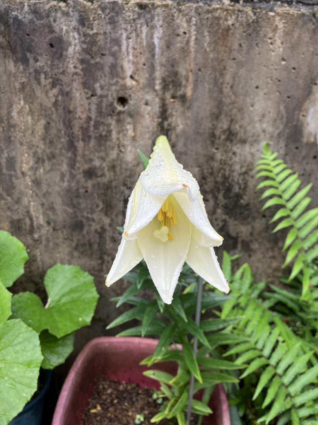 百合