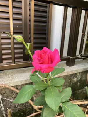 薔薇