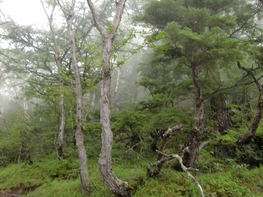 高山植物樹