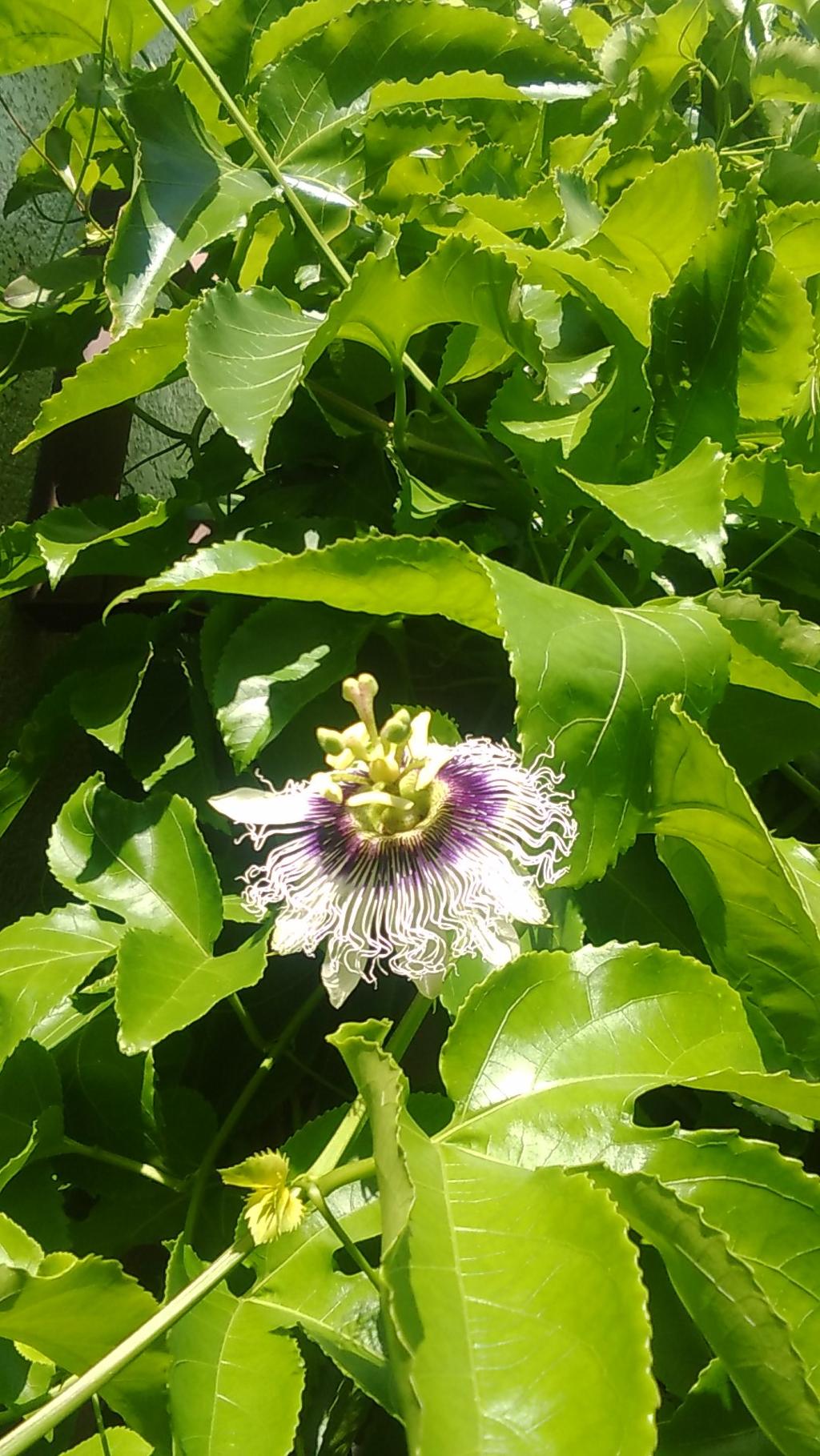 パッションの花