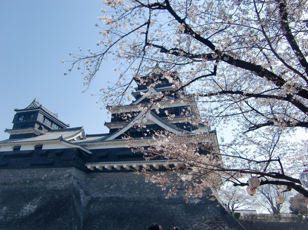 熊本城の桜（2014年)
