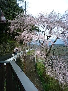 吉野の桜（2009年)