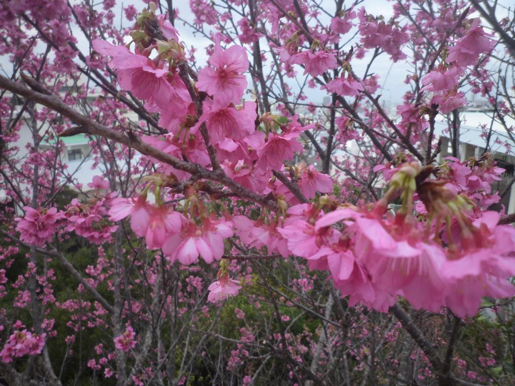 下のお隣近所の桜と