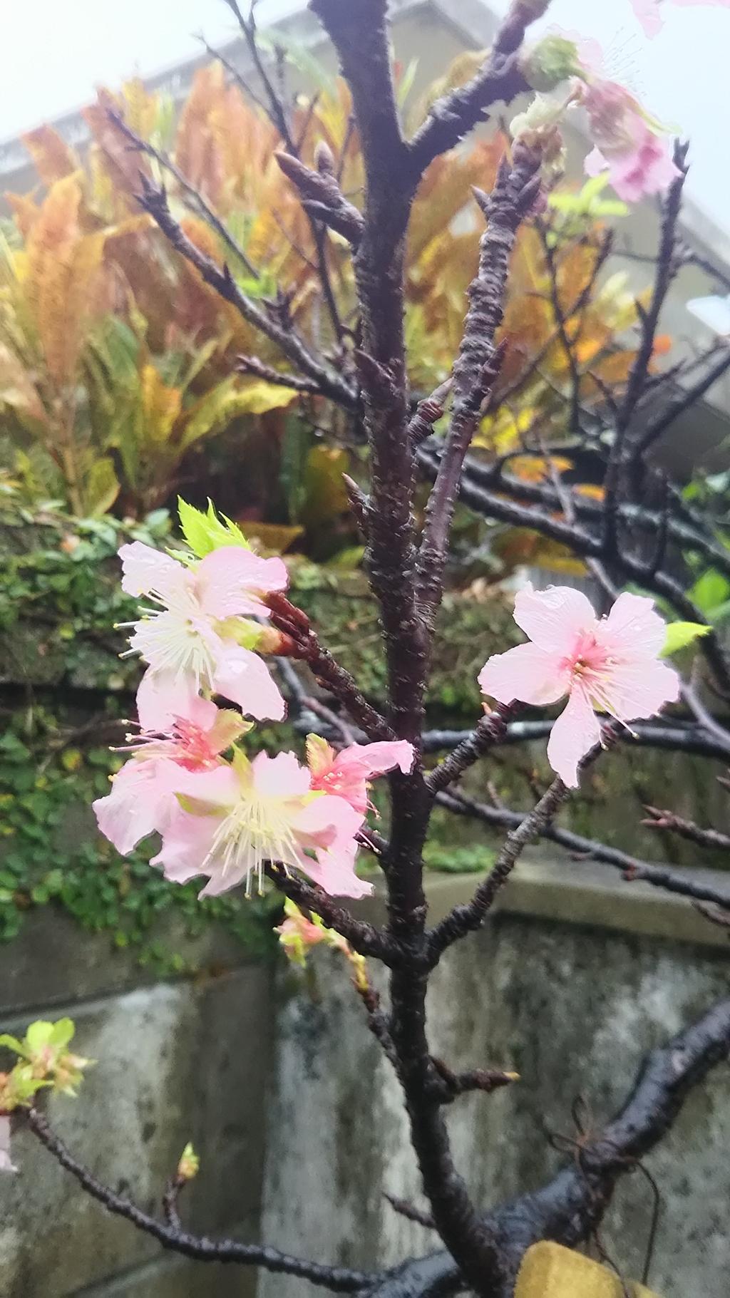 狂い咲き桜