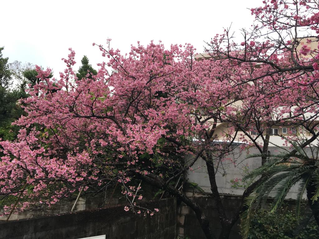 一番きれいな桜