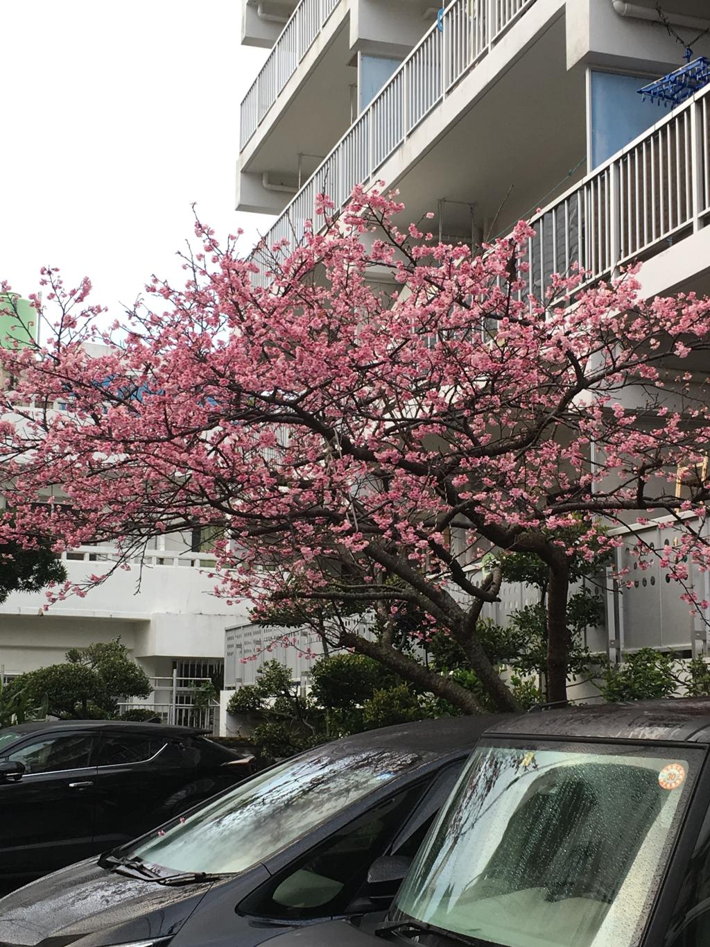 アパートの桜