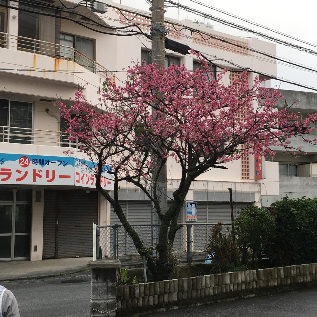 バス停近くの桜