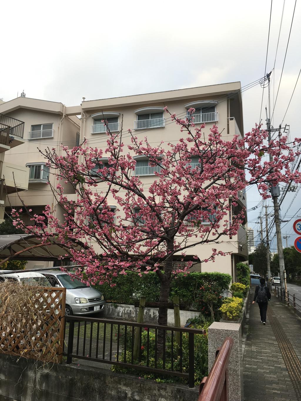 中学校通りの桜