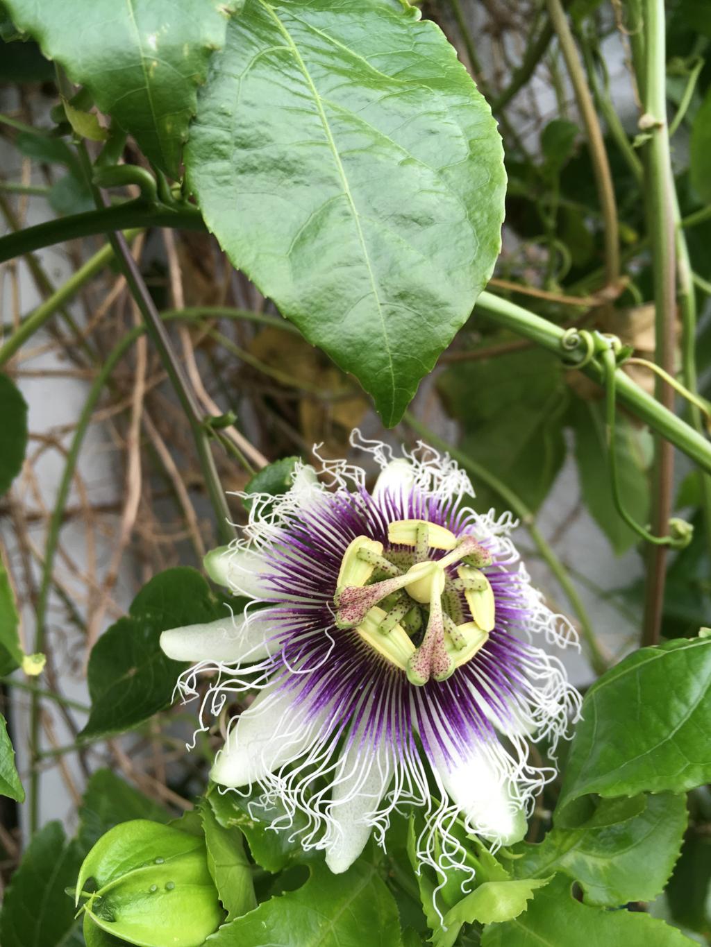 平成最後のパッションの花