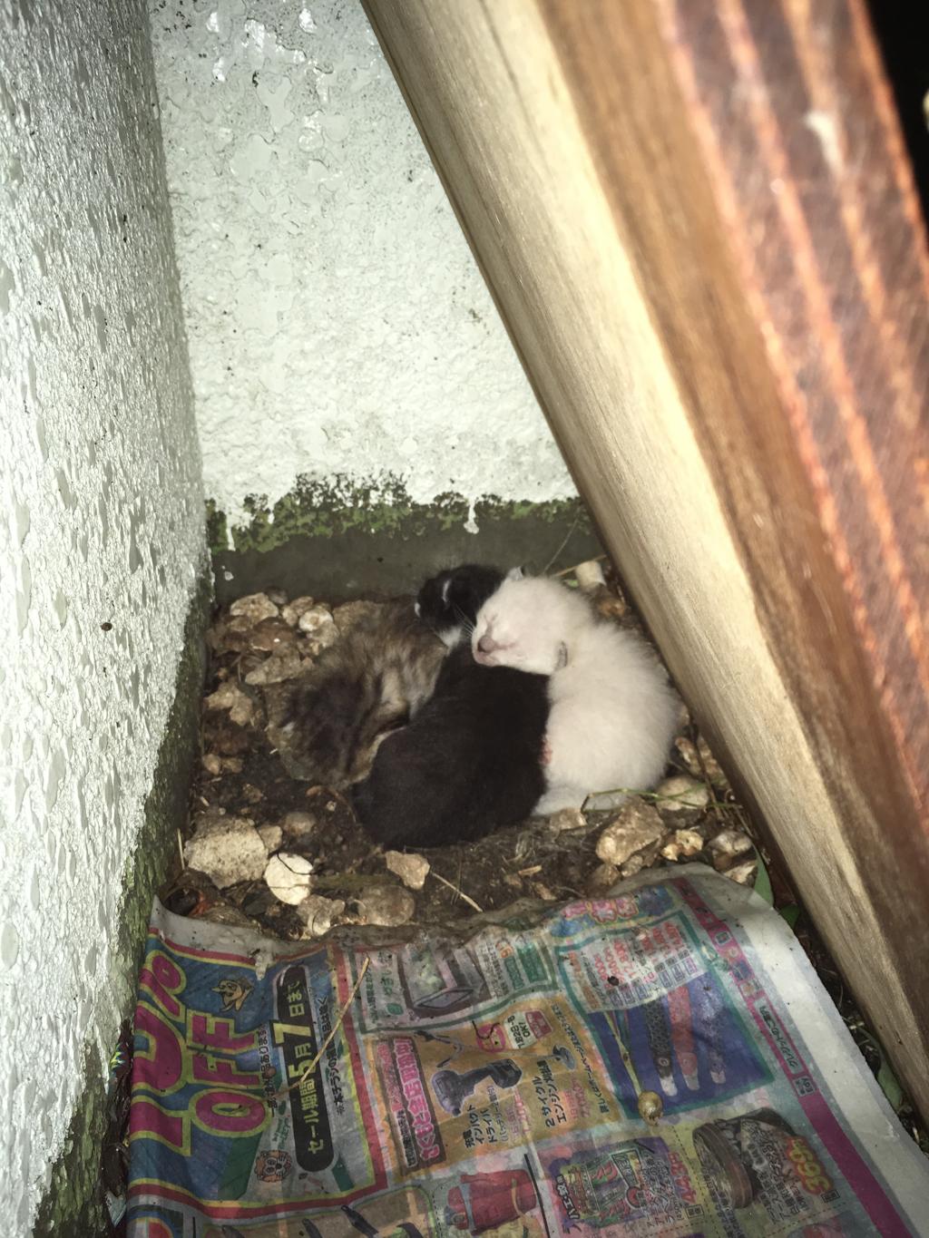 雨の中で　屋根を造ったが