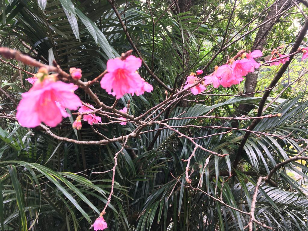 名護城の桜