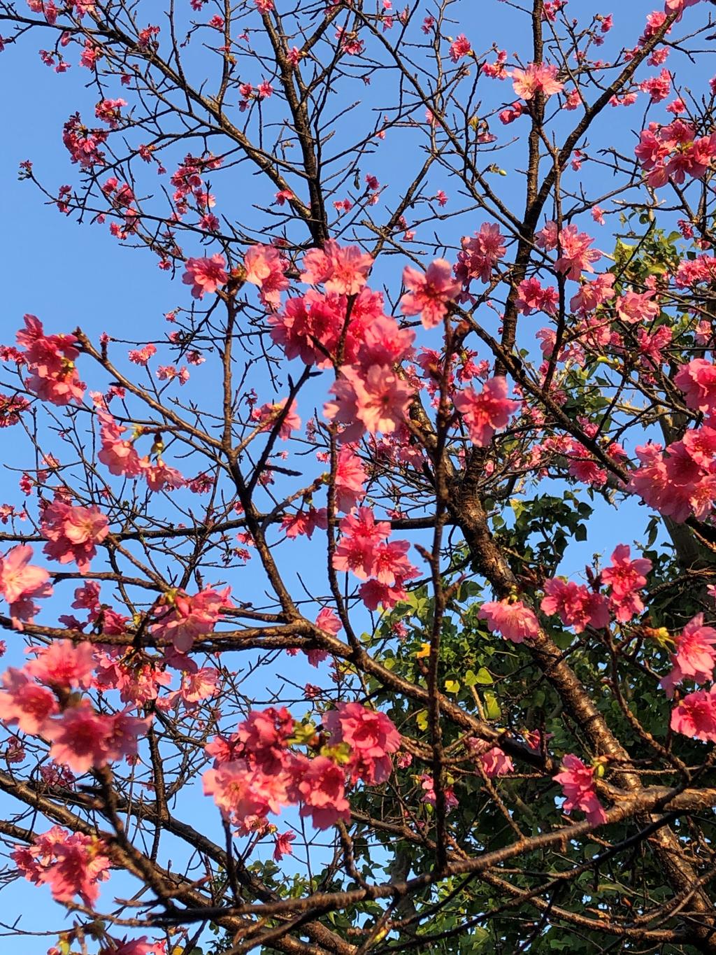 通勤途中の桜