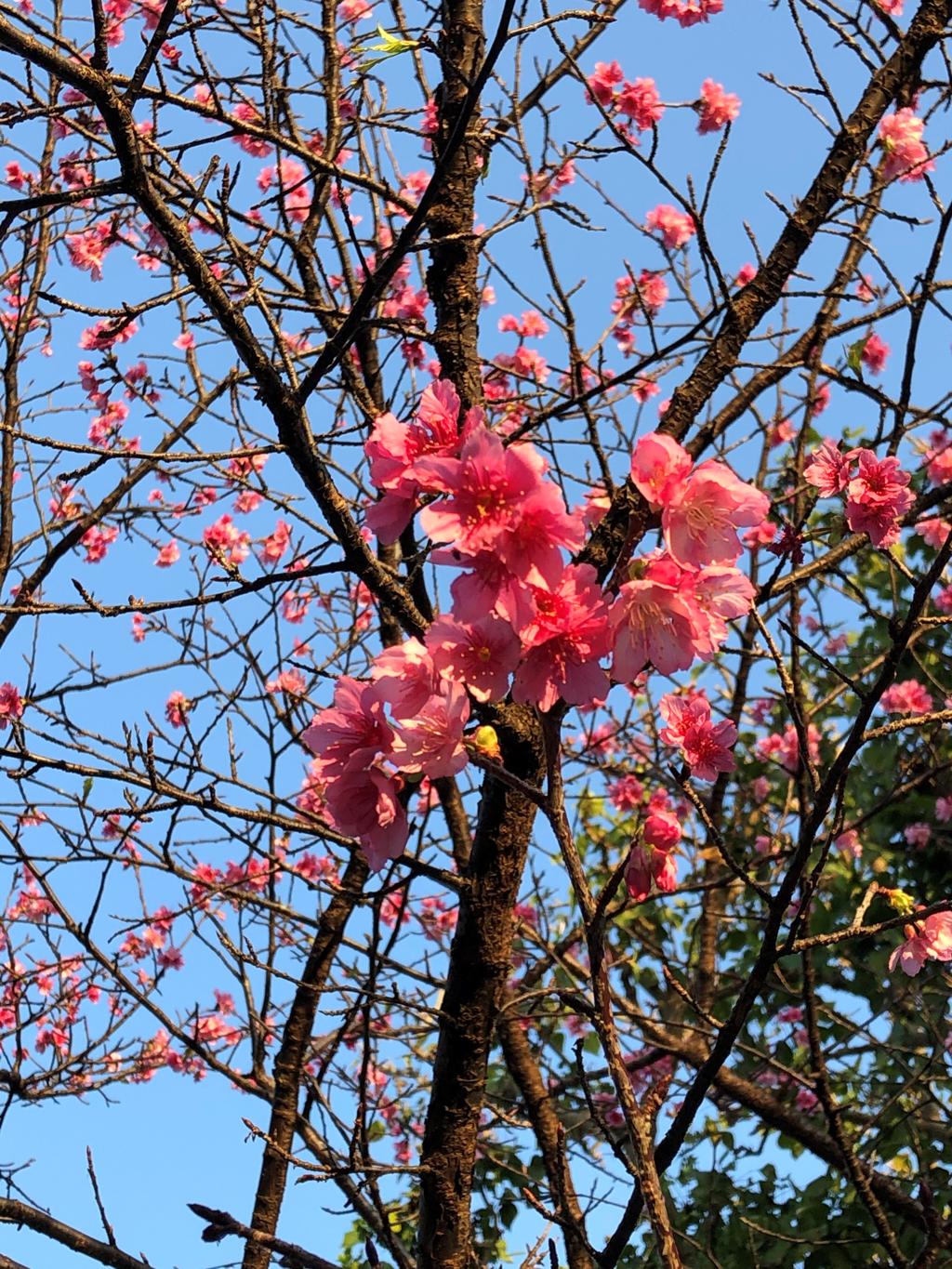 通勤途中の桜