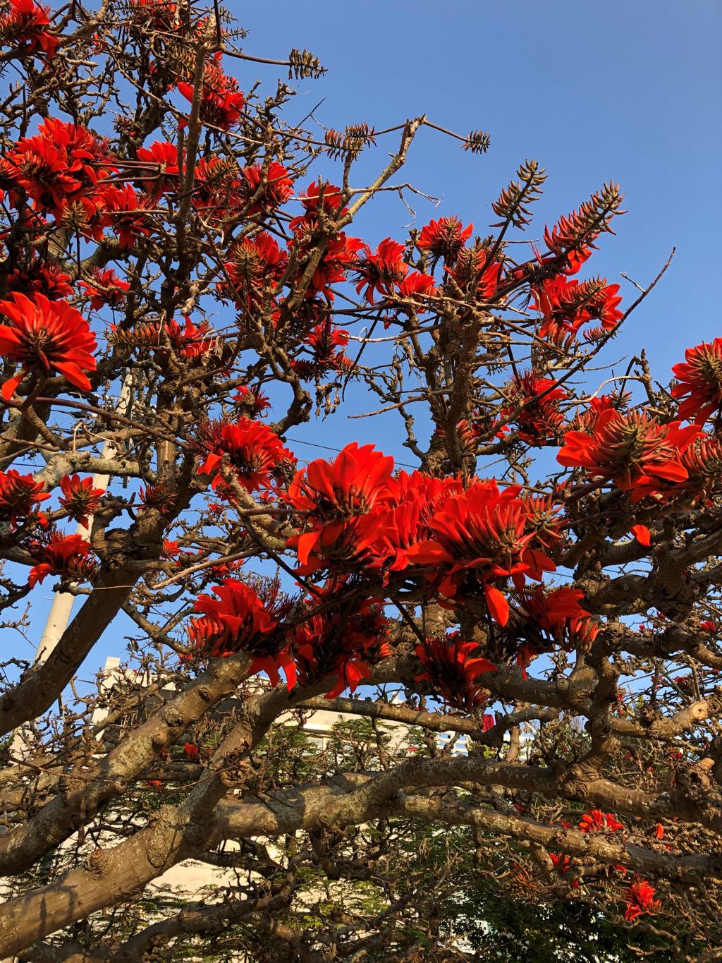 デイゴの花