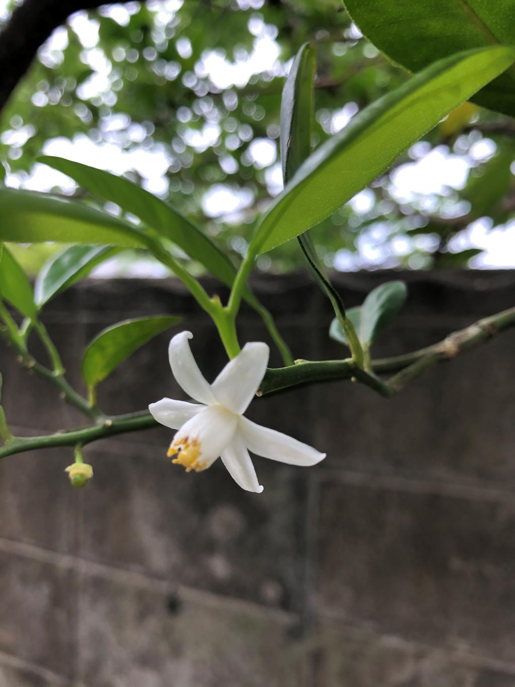 最後のシークヮーサーの花